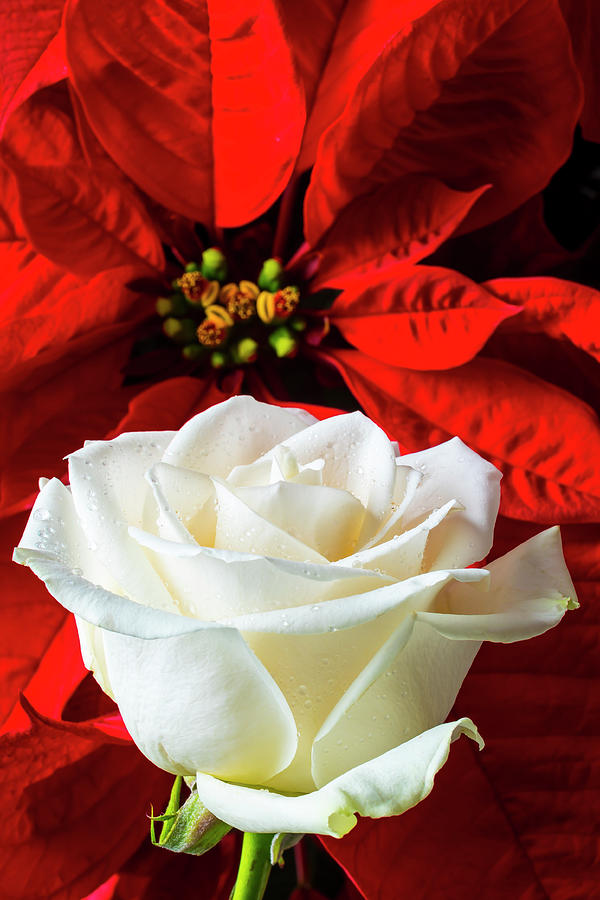 Red Poinsettia And White Rose Photograph by Garry Gay