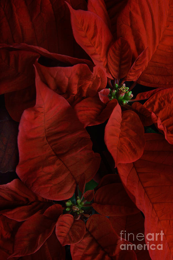 Red Poinsettia Photograph by Ann Garrett