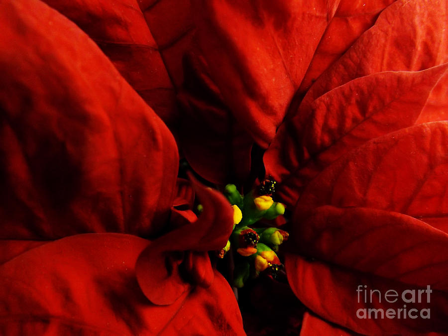 Red Poinsettia Floral Art #2 Photograph by Robyn King