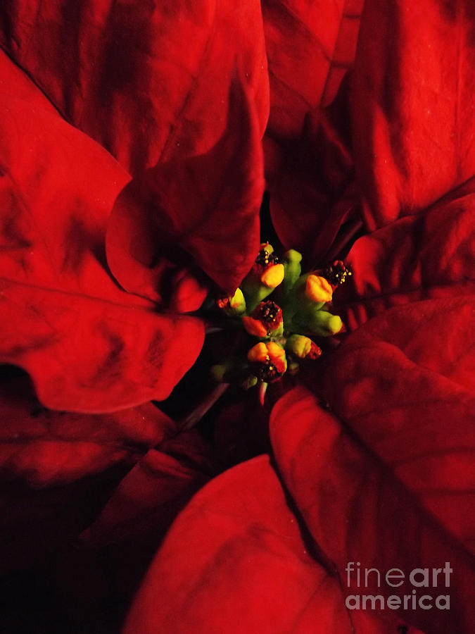 Red Poinsettia Floral Art Photograph by Robyn King