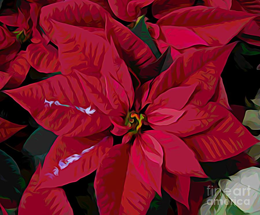 Red Poinsettia Flowers with Melting Color Effect Photograph by Rose Santuci-Sofranko
