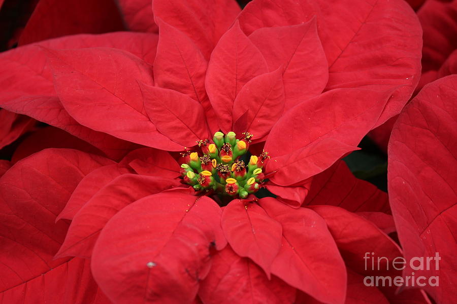 Holiday Photograph - Red Poinsettia for Christmas by Dora Sofia Caputo