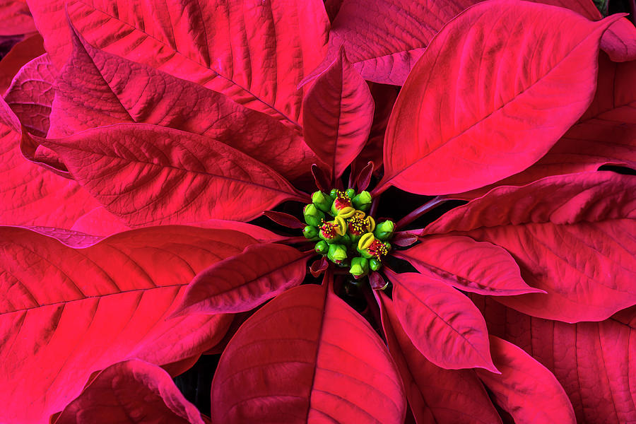 Red Poinsettia Photograph by Garry Gay