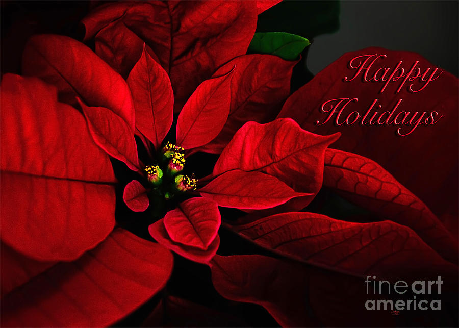 Red Poinsettia Happy Holidays Card Photograph by Lois Bryan