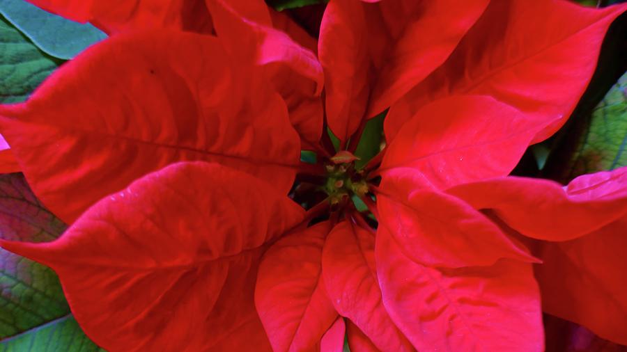Red Poinsettia Photograph by Jennifer Wheatley Wolf