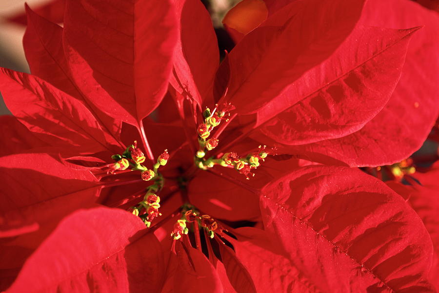 Red Poinsettia Macro Photograph by Sally Weigand