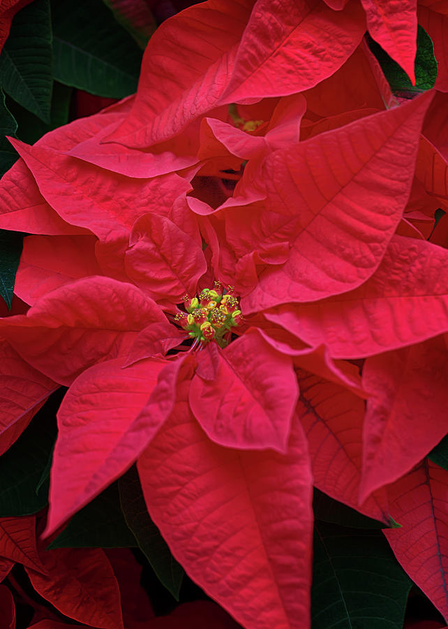 Red Poinsettia Photograph by Susan Rissi Tregoning