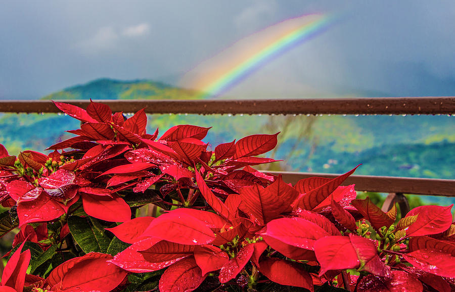 Red Poinsettias and Rainbow Photograph by Venetia Featherstone-Witty