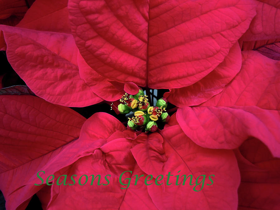 Red Pointsettia - Seasons Greetings Photograph by Debbie Oppermann
