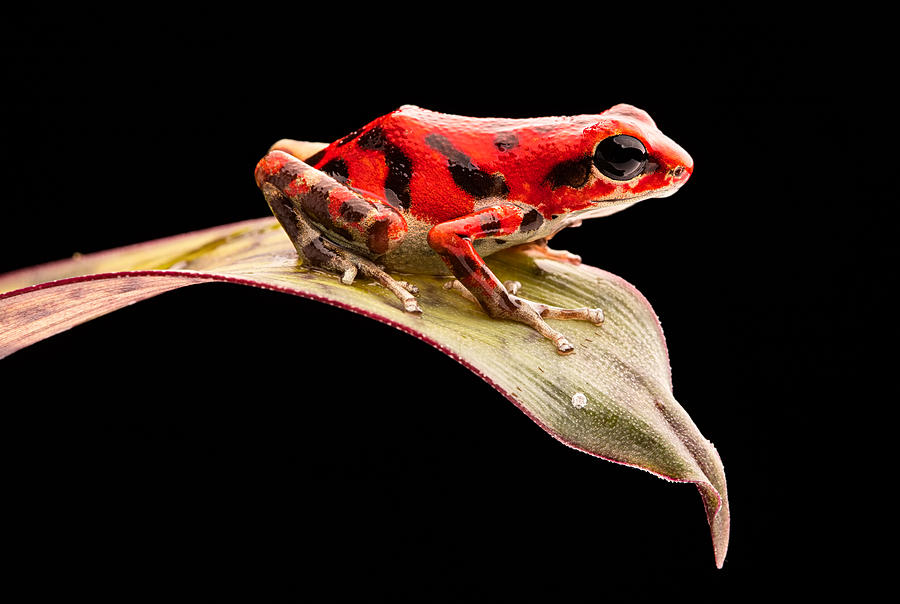 Jungle Photograph - red poison dart frog Oophaga pumilio by Dirk Ercken