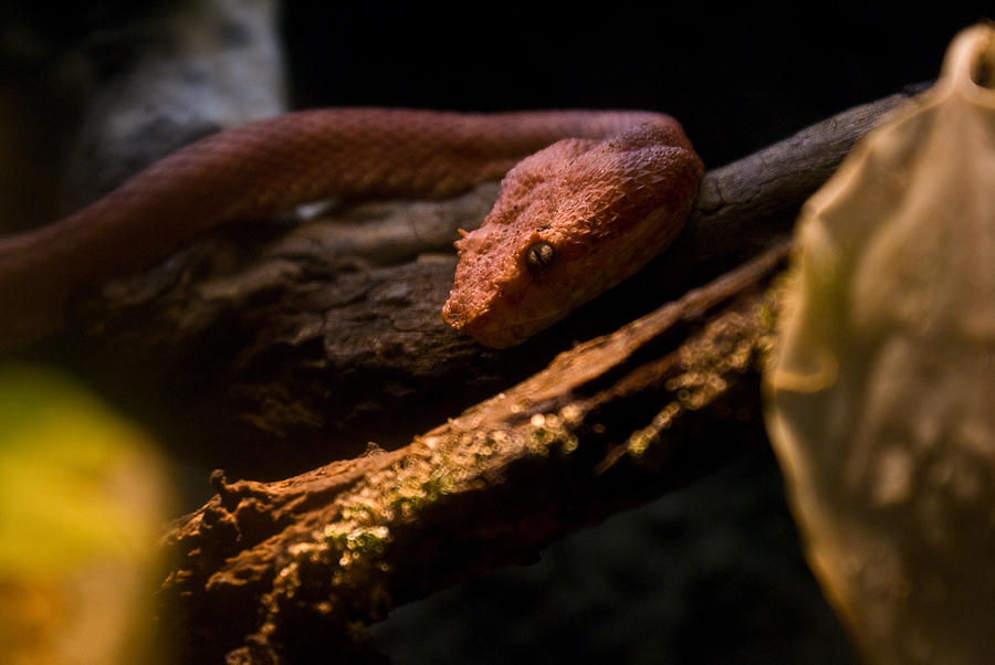 Red Poisonous Snake Photograph by Douglas Barnett
