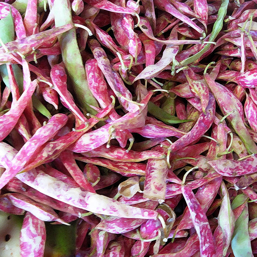 Red Pole Bean by John Vincent Palozzi Red Pole Bean by John Vincent Palozzi