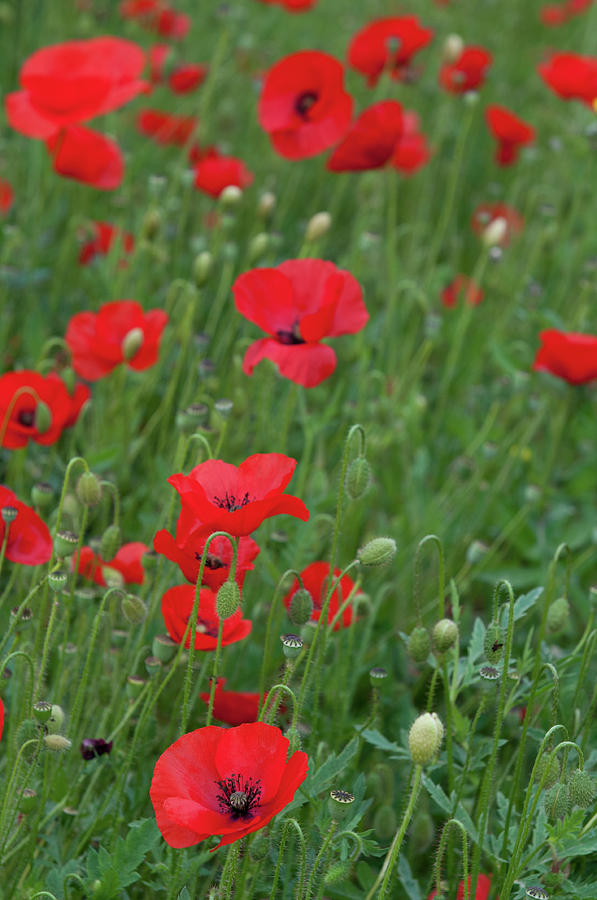 Red poppie anemone field Photograph by Michalakis Ppalis