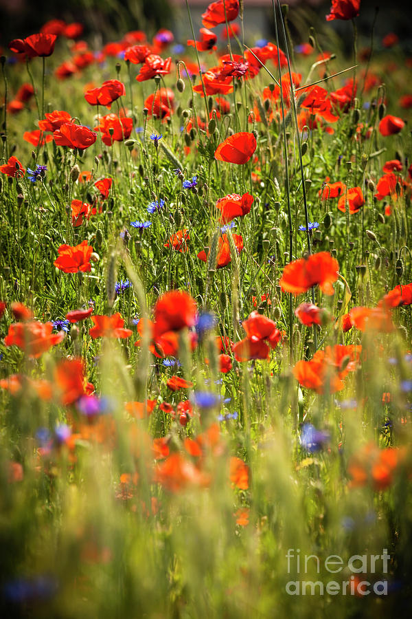 Red Poppies 2 Photograph