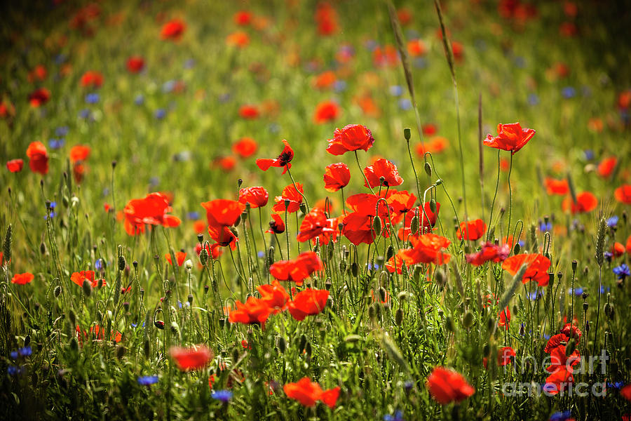 Red Poppies 4 Photograph