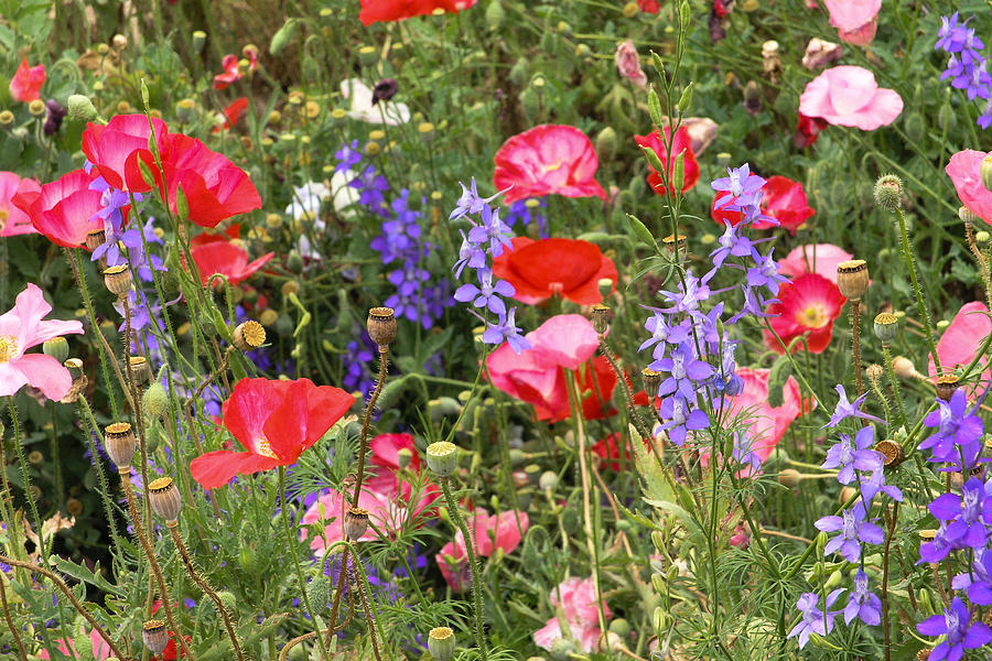 Red Poppies And Other Wildflowers Photograph by Dina Calvarese