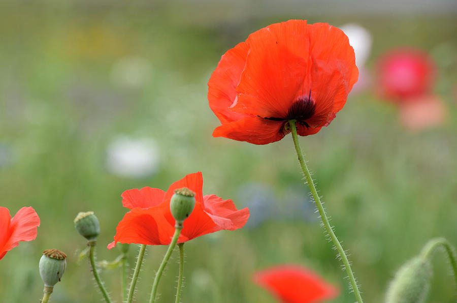 Red Poppies Photograph by Ann Bridges