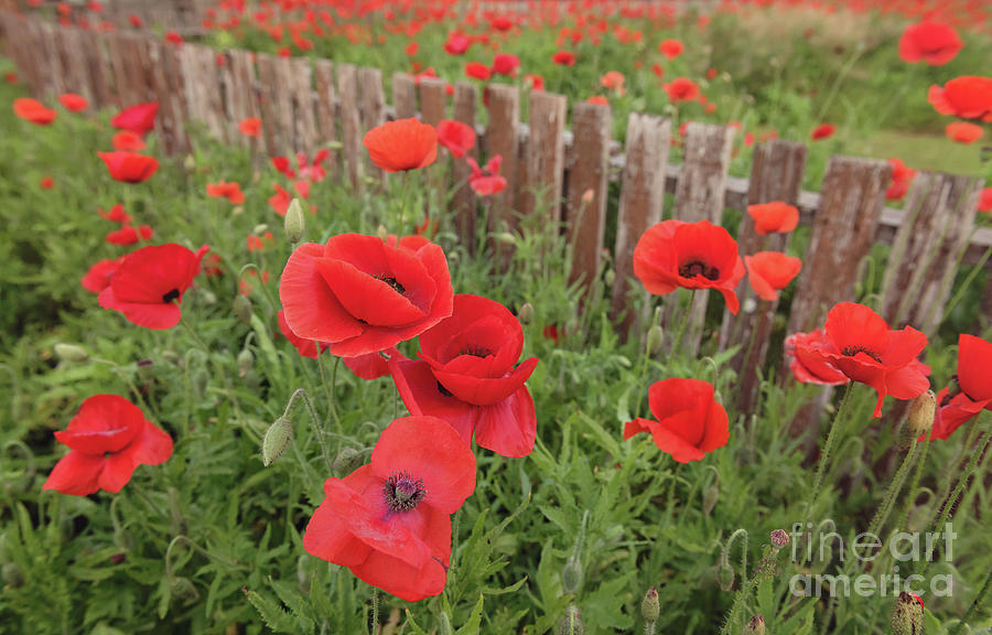 Flower Photograph - Red Poppies by Cathy Alba