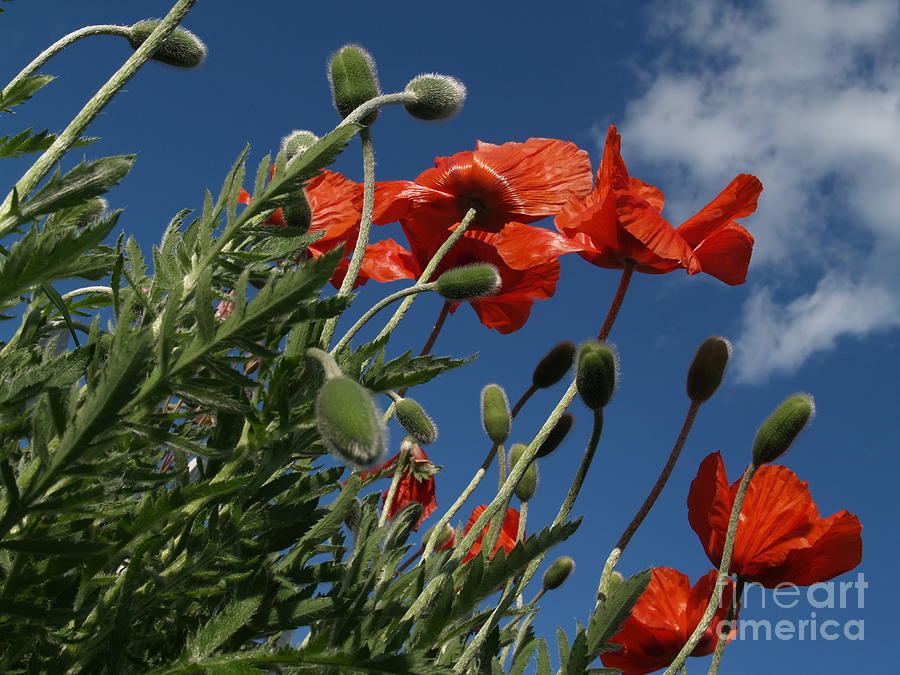 Red Poppies from Below  Photograph by Anna Lisa Yoder
