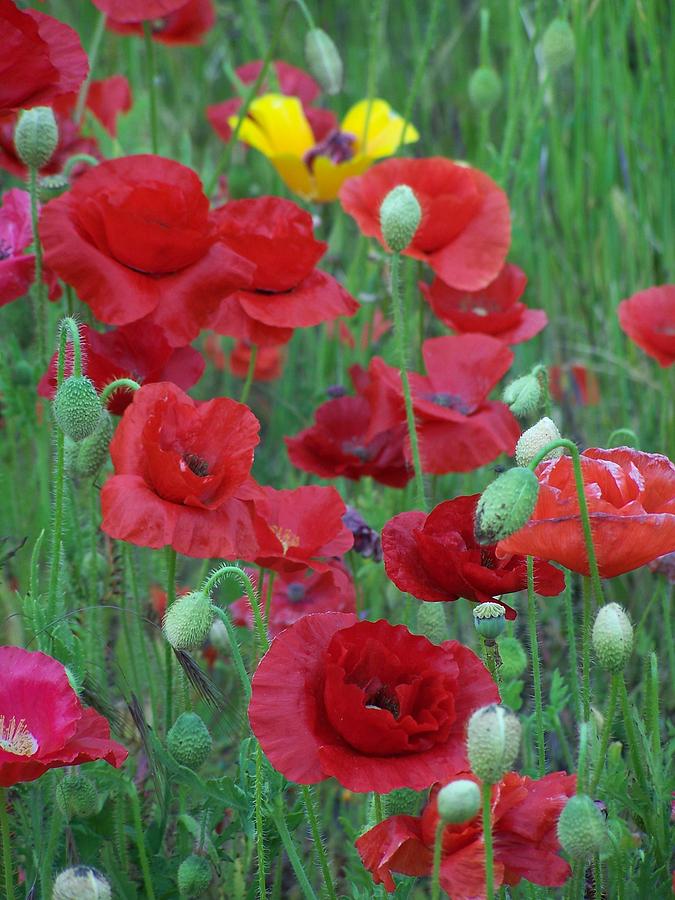 Red Poppies Photograph by Gene Ritchhart