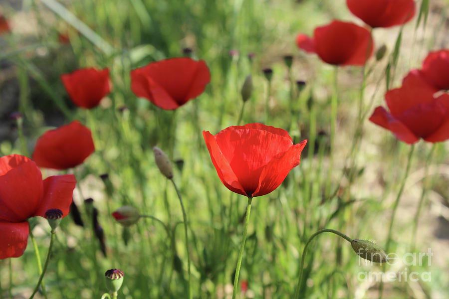 Red Poppies growing wild in the Tuscan region of Italy Photograph by Adam Long