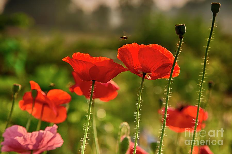 Red Poppies II Photograph