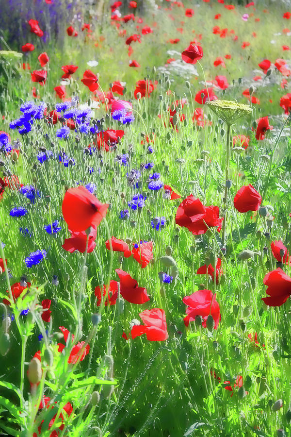 Red Poppies in a Field Photograph by Sherrie Triest