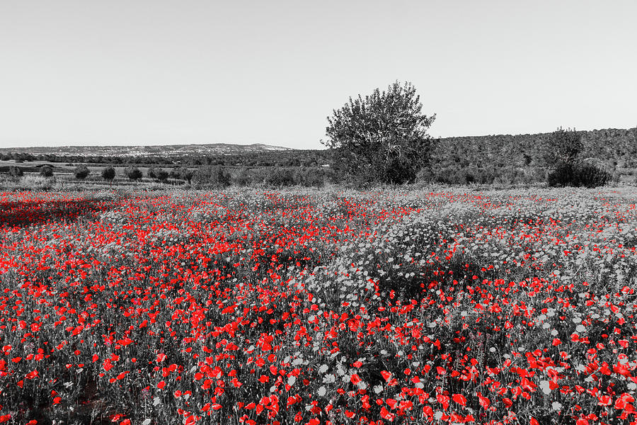 Red Poppies in a monochrome landscape Photograph by Iordanis Pallikaras