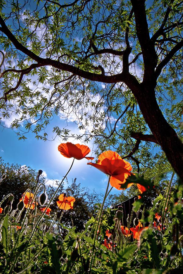 Red Poppies in Bloom Photograph by Linda Unger