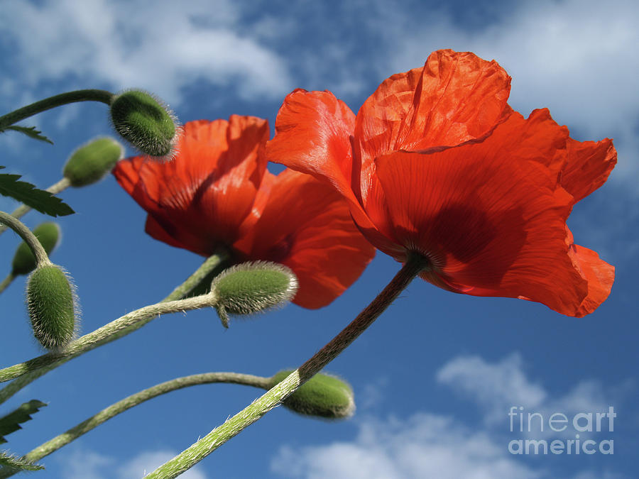 Flower Photograph - Red Poppies in Spring by Anna Lisa Yoder