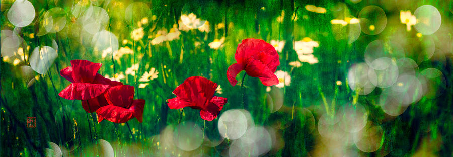 Red Poppies in Summer Meadow 4 Photograph by Peter V Quenter