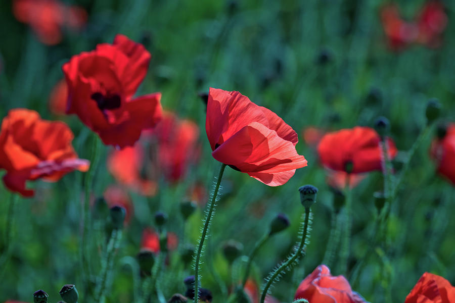 Spring Photograph - Red Poppies by Linda Unger