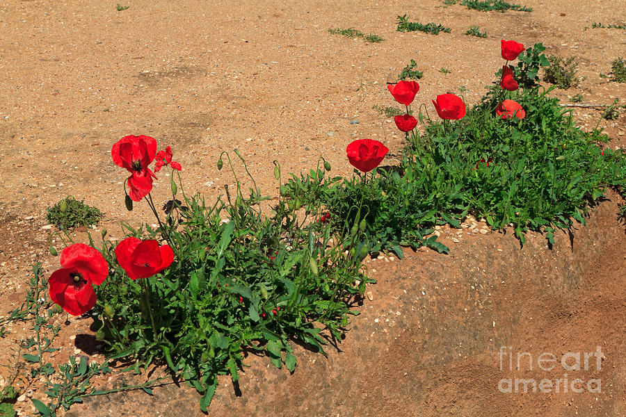 Red poppies Photograph by Louise Heusinkveld