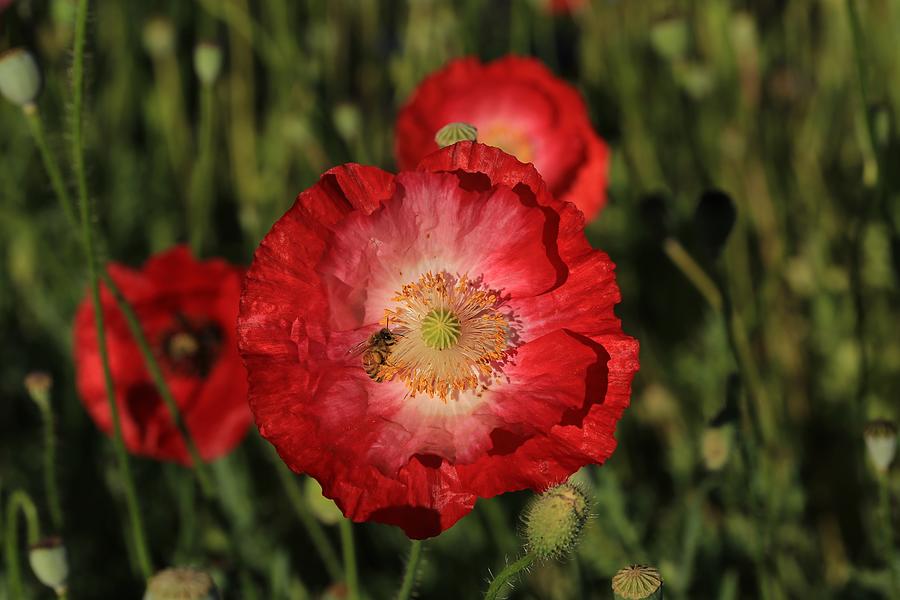 Red poppies Photograph by Lynn Hopwood
