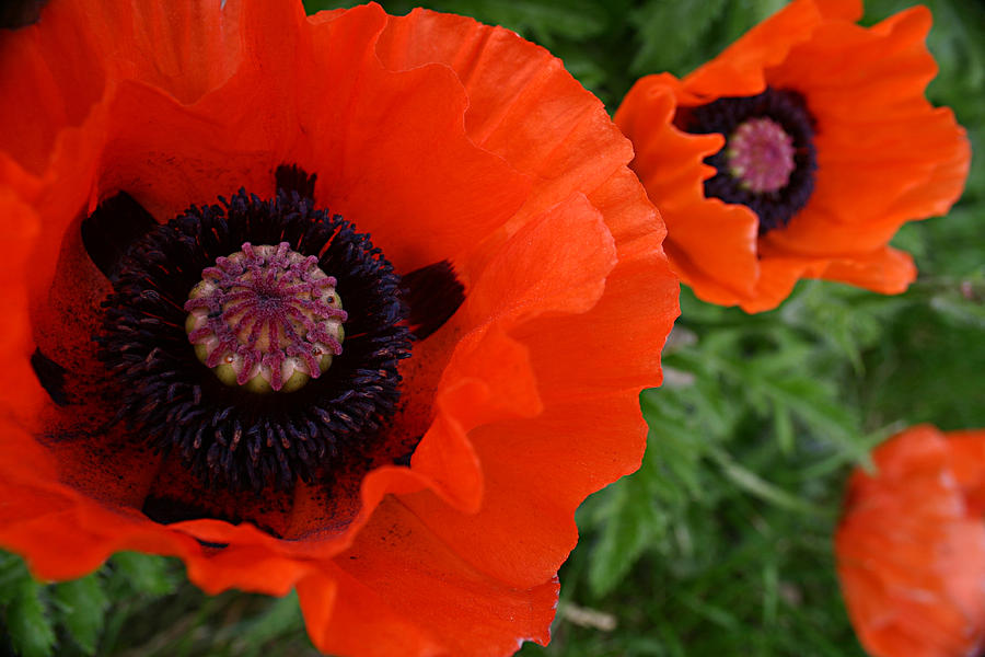 Red Poppies Photograph by Lynne Guimond Sabean - Fine Art America