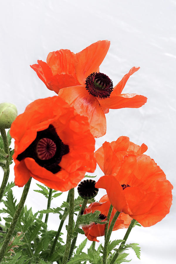 Red poppies Photograph by Nick Mares
