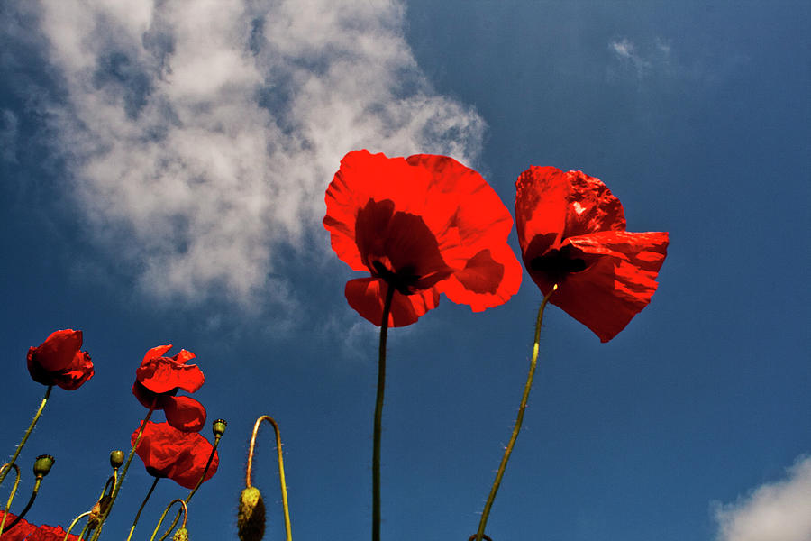 Nature Photograph - Red Poppies on blue sky by Heiko Koehrer-Wagner