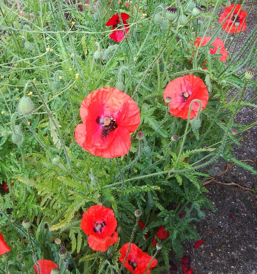 Red Poppies Photo 1167 Photograph by Julia Woodman
