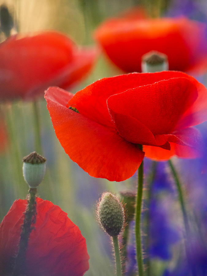 Red Poppies Photograph by Rachel Morrison