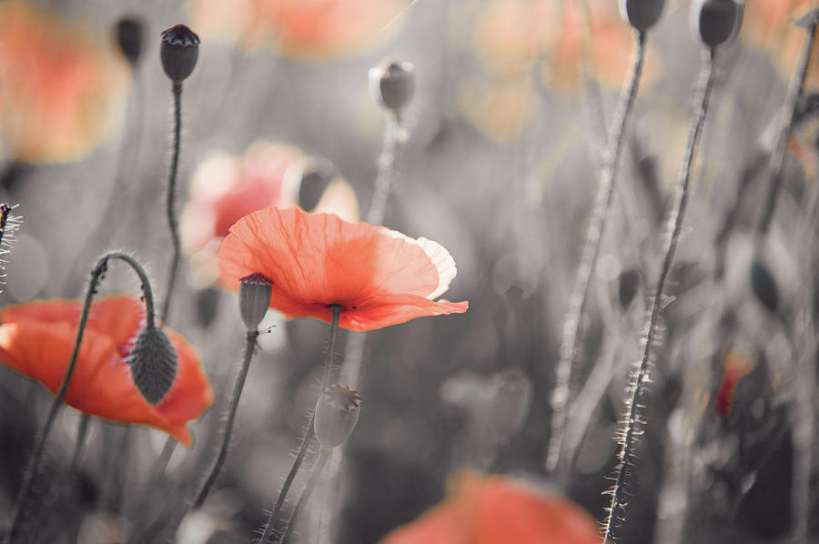 Red Poppies Remembrance 4 Photograph by Jenny Rainbow