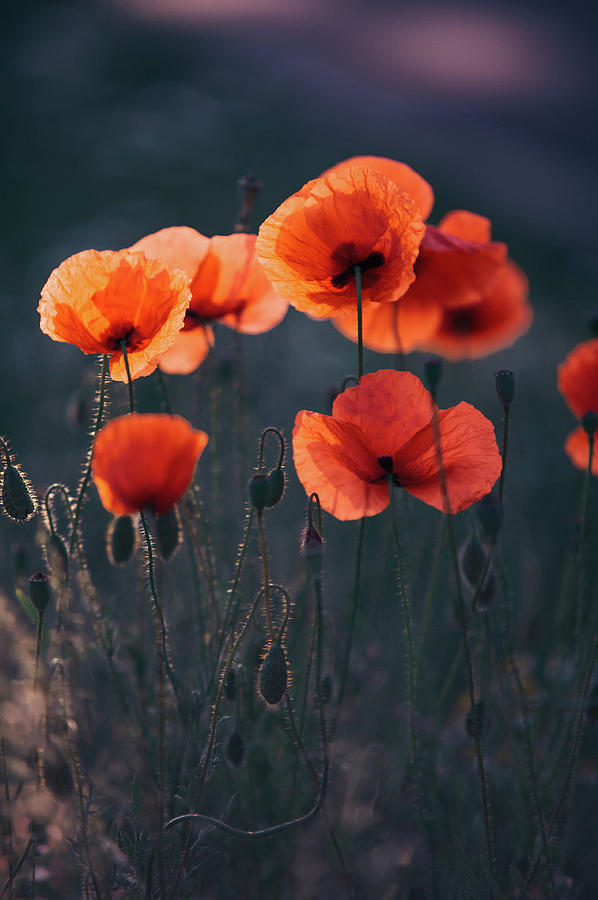 Red Poppies Remembrance Photograph by Jenny Rainbow