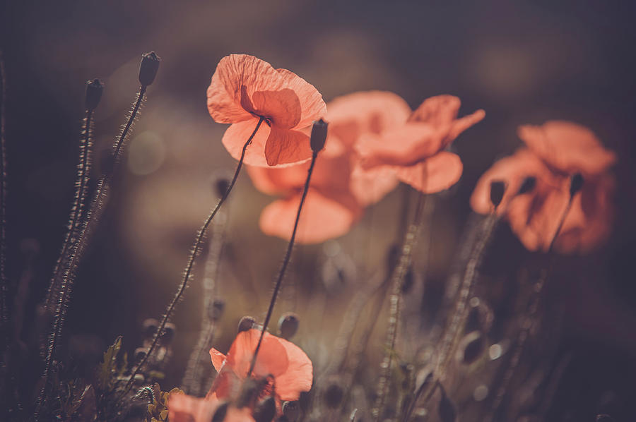 Red Poppies Remembrance. Vintage Photograph by Jenny Rainbow