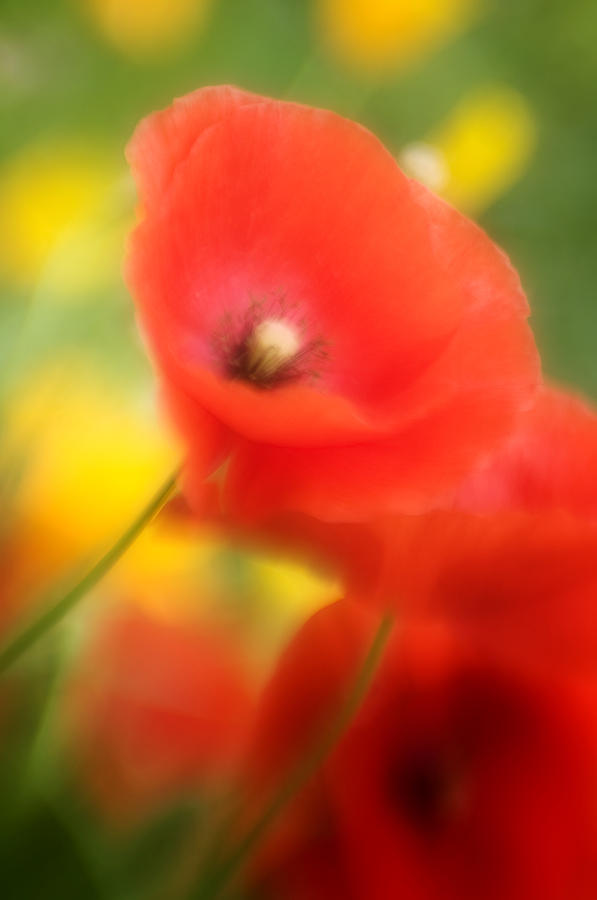 Red Poppies Photograph