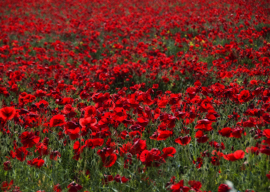 Red Poppies Photograph by Svetlana Sewell