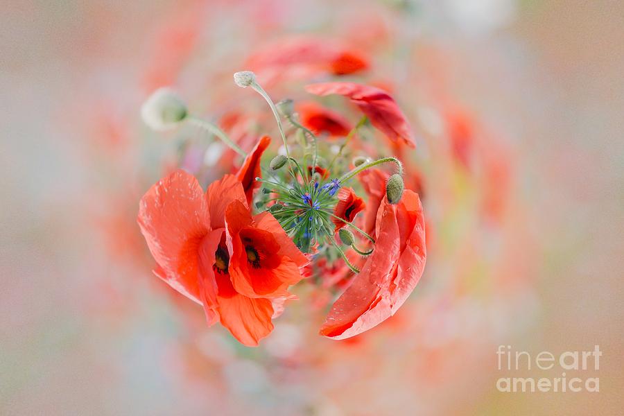 Red poppies - tiny planet Photograph by Claudia M Photography
