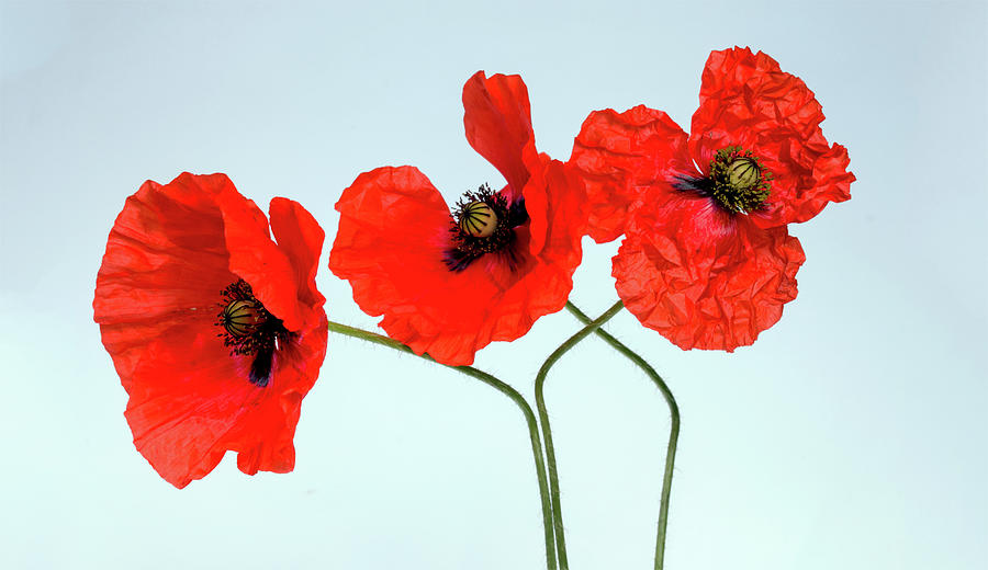 Red Poppies Photograph By Wall Art Prints