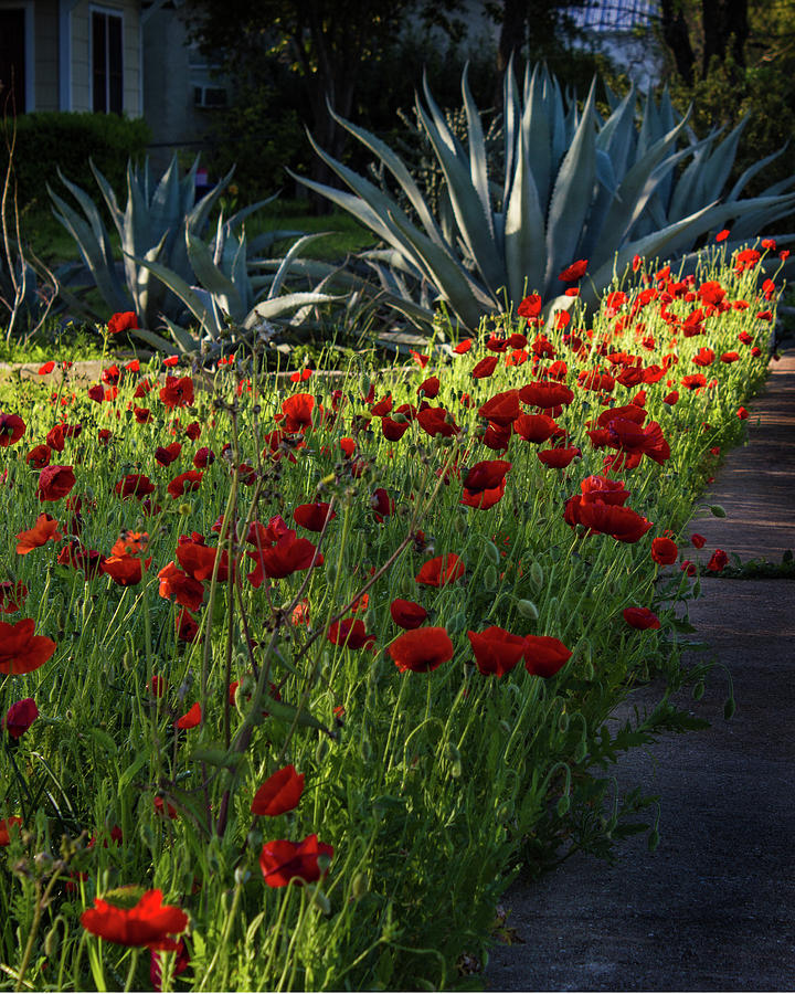 Red Poppies With Century Cactus Photograph