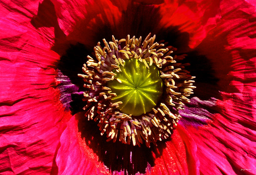 Red Poppy 014 Photograph by George Bostian