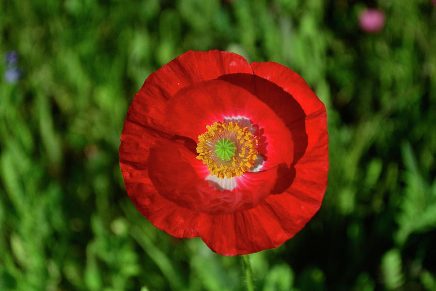 Red Poppy 044 Photograph by George Bostian