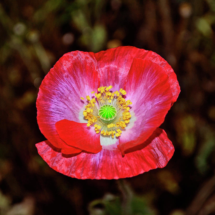 Red Poppy 047 Photograph by George Bostian